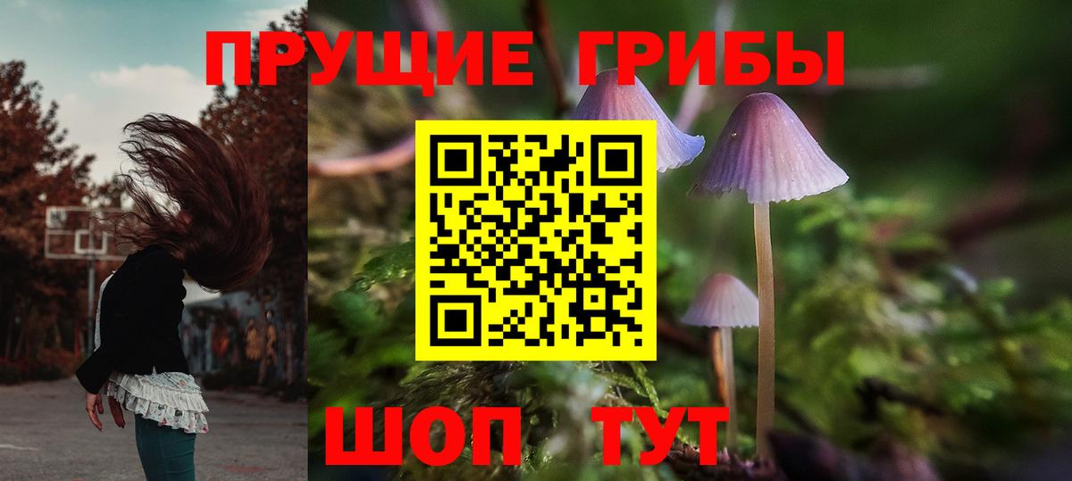Псилоцибиновые грибы Psilocybine cubensis  Псилоцибиновые грибы Psilocybe  Гусиноозёрск 